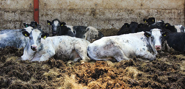 Feeding crimped grain and higher quality silage has increased beef growth rates and brought forward finishing, raising profitability on a mixed farm