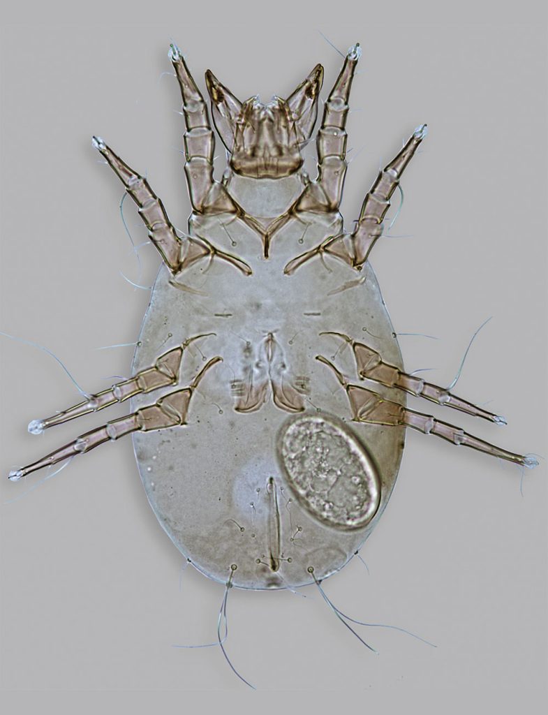 female-grain-mite