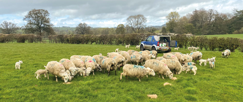 Feeding crimped cereals and high-quality silage to ewes at lambing has cut out bagged feed and improved performance on a mixed Welsh farm.