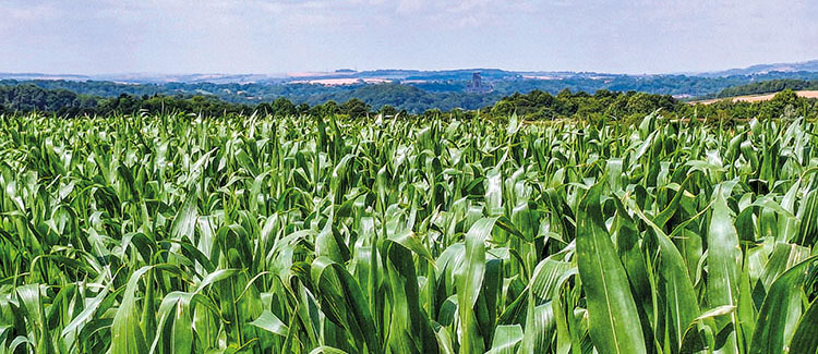 Maize in the Sedgewick's field with Durham Cathedral in the distance